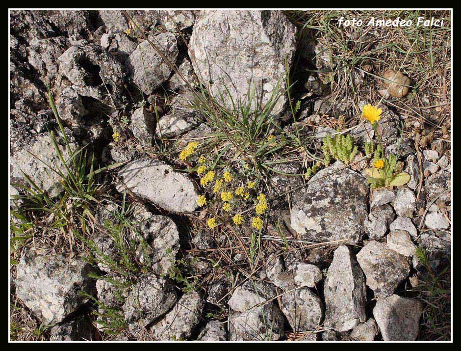 Odontarrhena nebrodensis (=Alyssum nebrodense) / Alisso delle Madonie